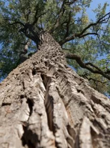 slippery-elm-tree-trunk