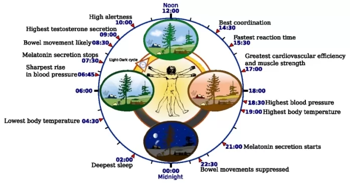circadian-rhythm-clock