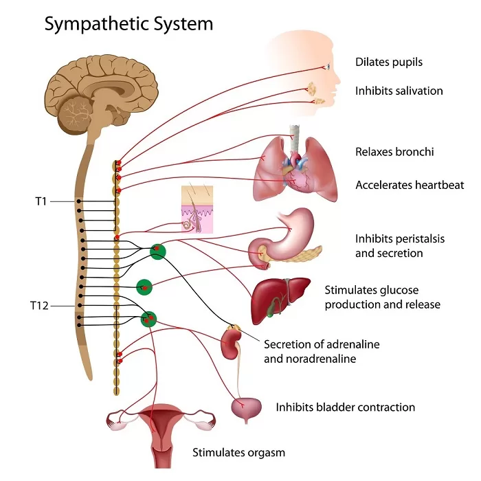 SNS-activation-physiology