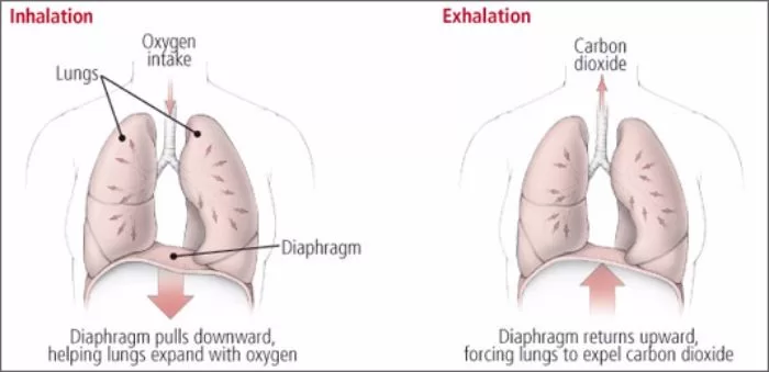 diaphramatic-breathing-for-activation-of-parasympathetic-nervous-system